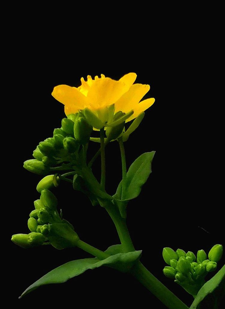 执手春天灼灼其华——咔嚓社最美遇见之寻找校园春意篇