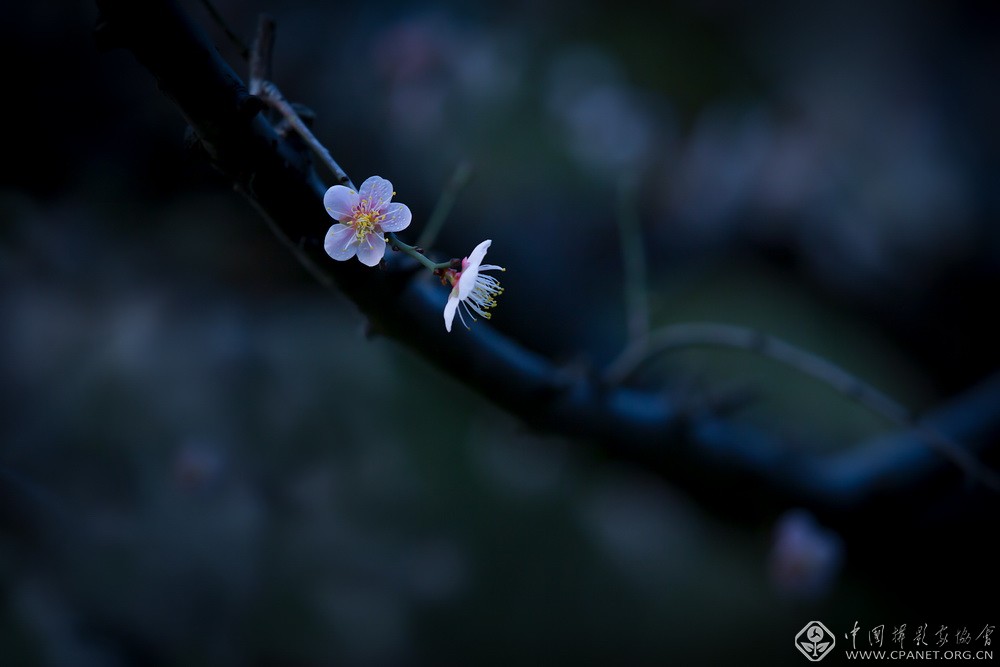 会员佳作｜吉龙生：“美丽中国、绿色江苏”梅花风韵系列作品