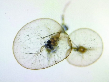 蓝眼泪厦门地点,蓝眼泪厦门出现地点