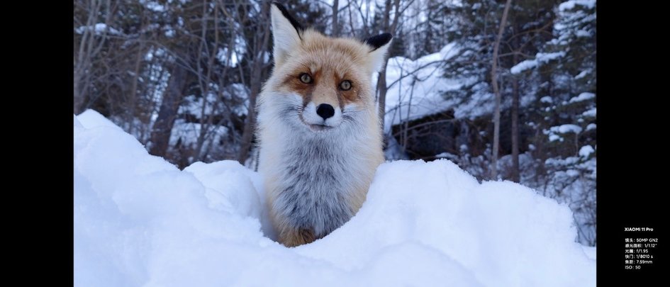 小米11pro相机专业模式参数详解,小米11pro相机怎么更清晰