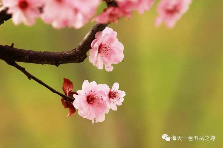 清明时节万物清新,清明万物新