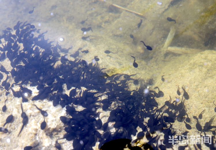蟾蜍幼崽是蝌蚪吗,蟾蜍卵孵化成蝌蚪