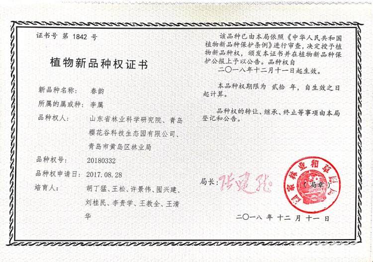 青岛樱花品种大全,青岛绿色樱花品种