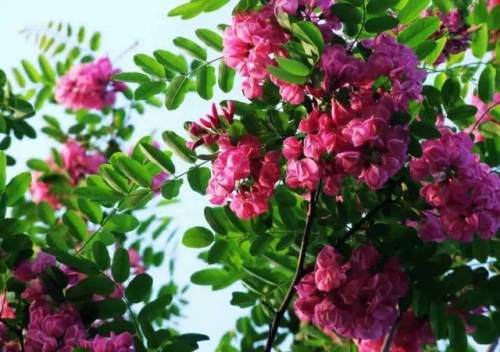 榆林成“花花世界”可这是都什么花？春天最难的课来了