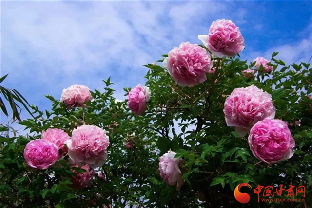 2023临洮紫斑牡丹节开幕预告,临洮县紫斑牡丹