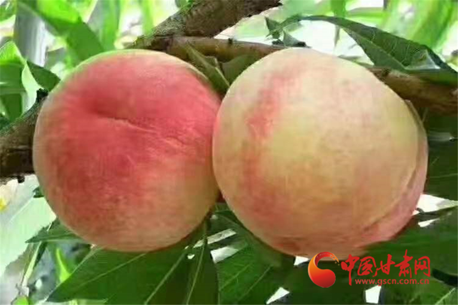 安宁白凤桃树苗,安宁白凤桃的特点