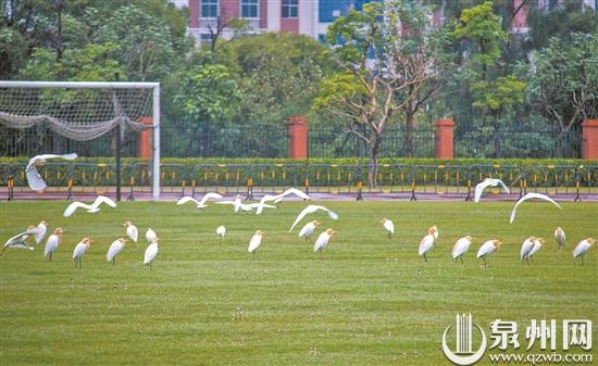 牛背鹭光临山东,成群结队的牛背鹭