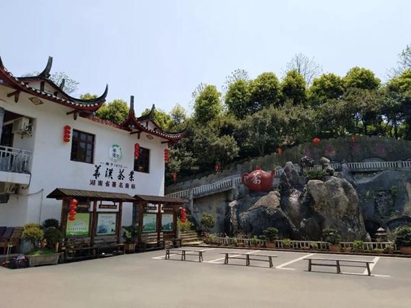 怀化茶产业发展新闻,怀化茶产业发展的问题