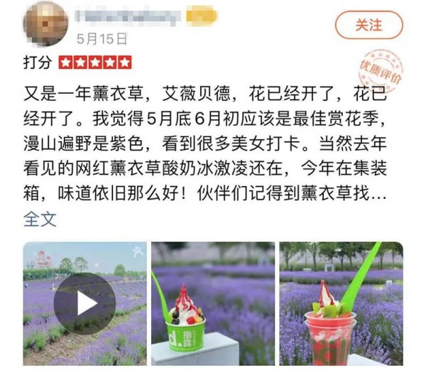 上海紫色花海熏衣草公园,上海最大的薰衣草