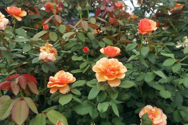 南阳花海欣赏,南阳月季花海的视频