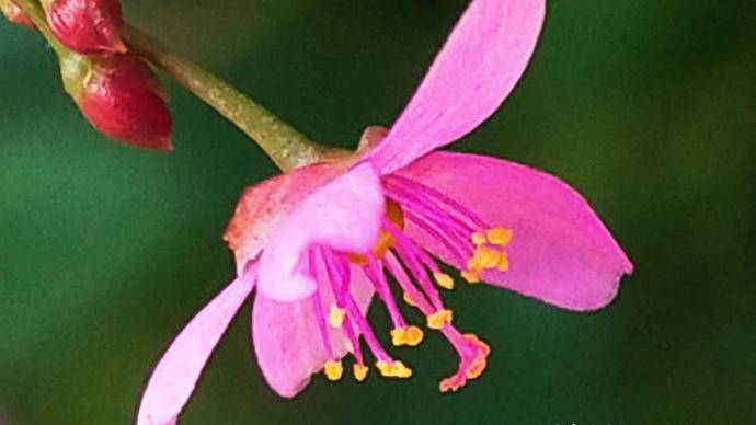 土人参开花是什么样子,土人参开花视频