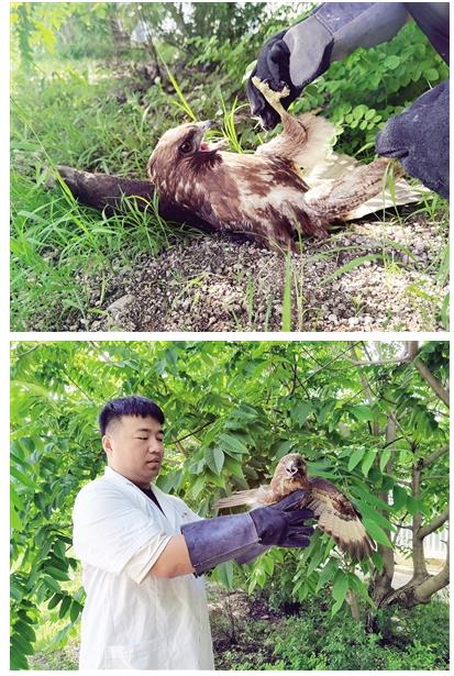 “大自然才是野生动物的家”——阿荣旗林草局于政凡5年救助75只野生动物