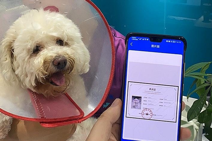 犬证在线申请办理河南,电子养犬证办理条件