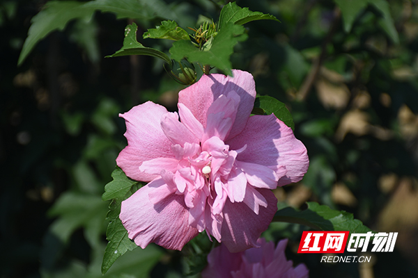 浜т笟鍙戝睍鍔╁姏涔℃潙瑙嗛绱犳潗,浜т笟鍙戝睍鍔╁姏涔℃潙鎸叴瑙嗛绱犳潗