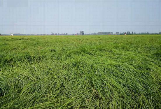 油莎豆为“大豆替代难题”破局,油莎豆代替大豆作为战略物资