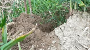 土里刨出“银疙瘩”团结生姜富了一方百姓