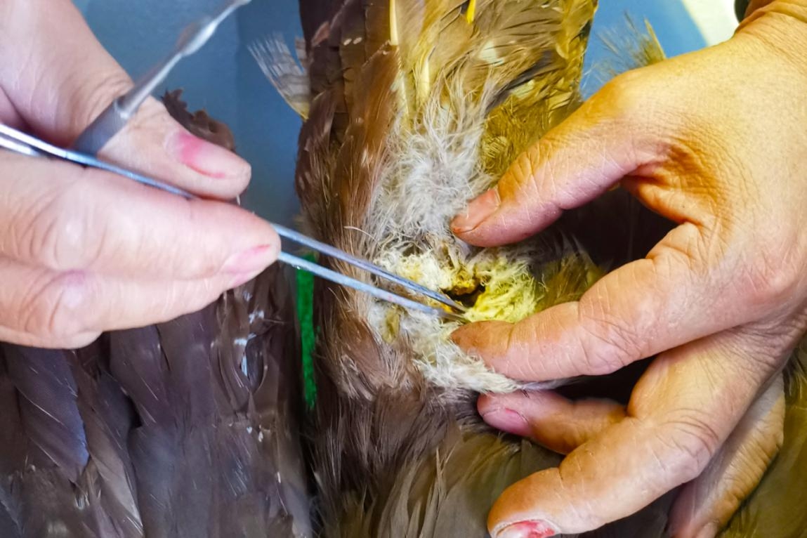 重庆自然博物馆动物标本,天津自然博物馆动物标本展区图片