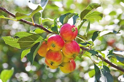 小沙果成了“金果果”