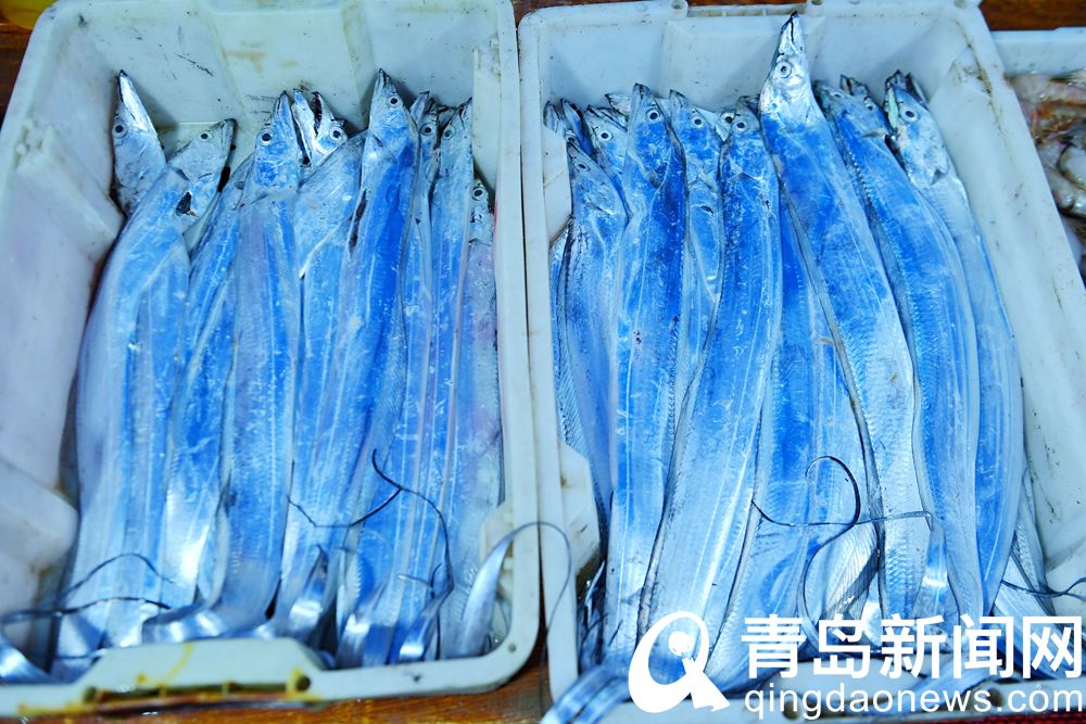 青岛海鲜直播七鲜海汇卖货,青岛海鲜水产直播卖货