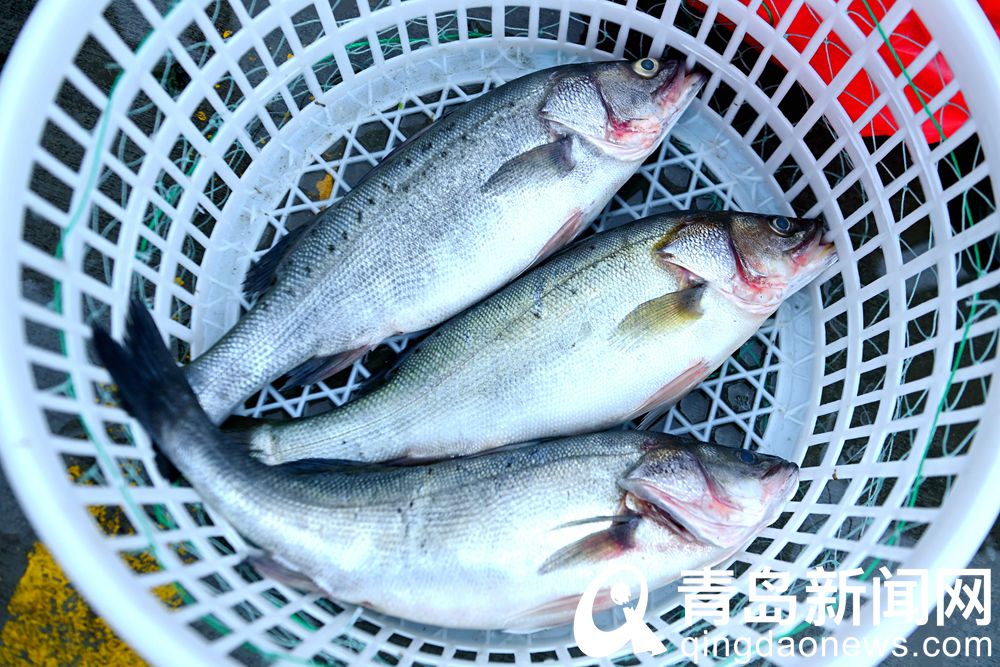 青岛海鲜直播七鲜海汇卖货,青岛海鲜水产直播卖货