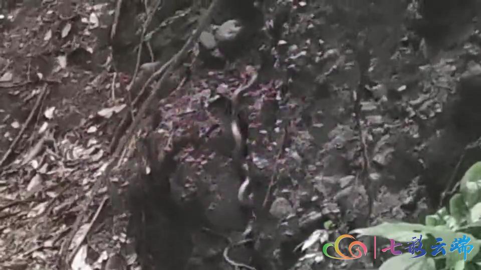 西双版纳热带雨林里有哪些毒水蛇,福建眼镜蛇是国家几级保护动物