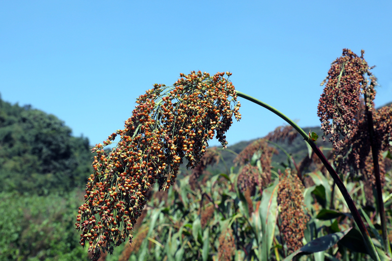 湖北宜城：2000亩红高梁丰收在望
