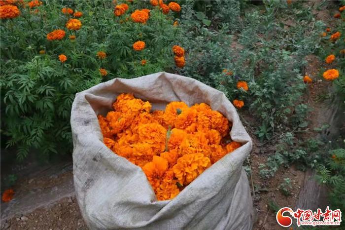 陇南礼县为什么叫秦皇故里,陇南礼县秦皇故里视频