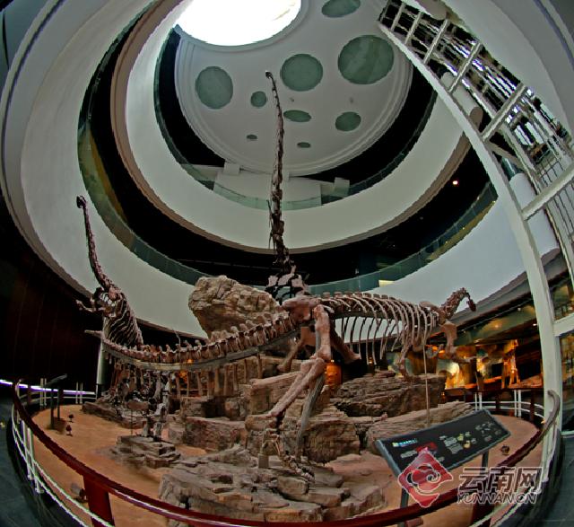 云南大理奇妙博物馆,云南生命博物馆