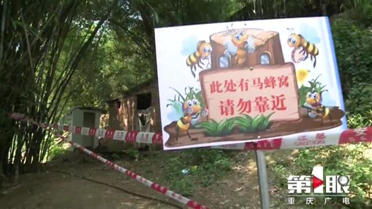 罕见!四川一男子收获2.4米196斤红娘大黑蜂蜂窝,它究竟有多毒?