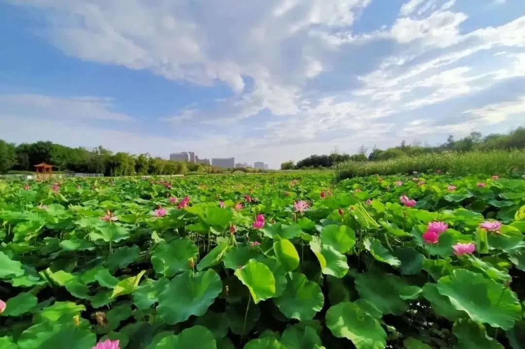 城市不大却是我们最美的故乡,蓬莱城市