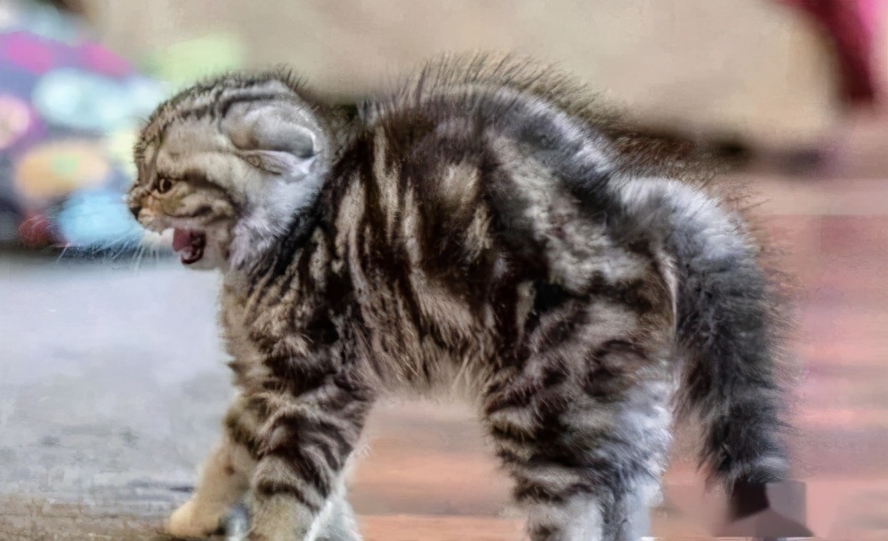 猫咪也会生气的视频,猫咪生气发怒哈气是怎么发出的