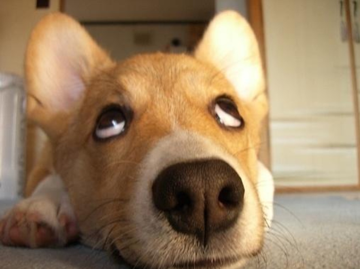 如果遇见狗要咬你该怎么办,如果遇到狗咬人怎么办