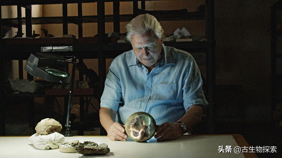 巴塔哥泰坦龙完整化石,巴塔哥泰坦龙进化史