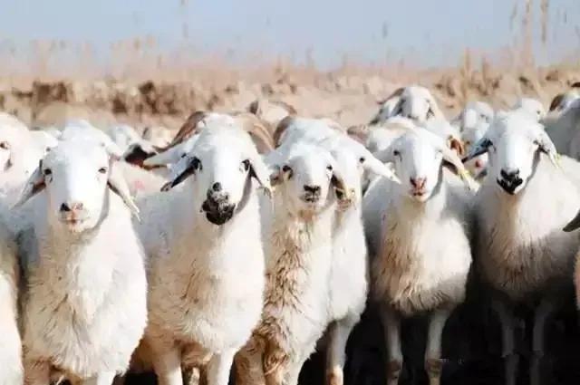 最好吃的羊肉是什么品种羊,正宗新疆羊