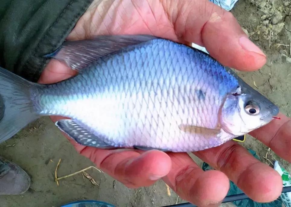 形似鳊鱼但比鳊鱼细长,形似鳊鱼的海鱼