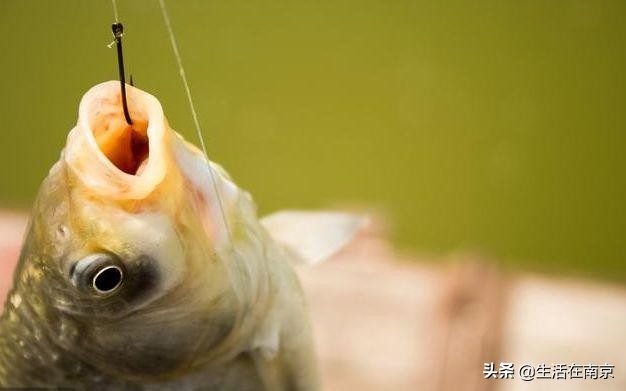 南京春天各区47个日钓百斤鱼塘汇总，20位资深钓鱼人分批亲测