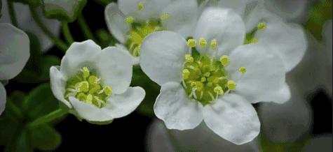 英语48个音标发音详细教程,英语音标48个发音点读小程序