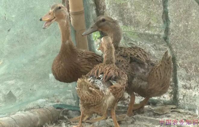 鸭子走路不稳一会就死是怎么回事,鸭子走路腿软无力是怎么回事