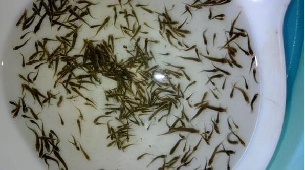 华农园青蛙泥鳅养殖,华农园特大泥鳅养殖