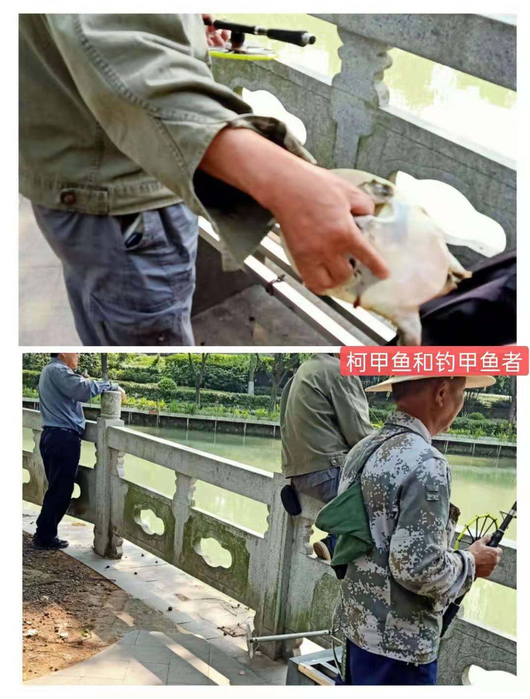 紫荊港源紫荊花紫荆港河穿八桥绿道两岸垂钓人双手活柯野生甲鱼