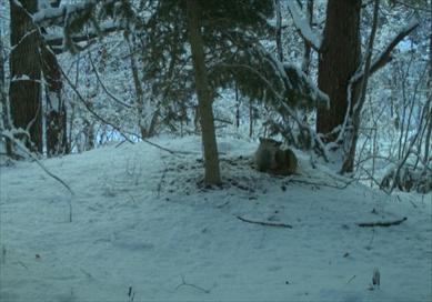 福岛核泄漏引起的癌症,日本福岛核辐射事件