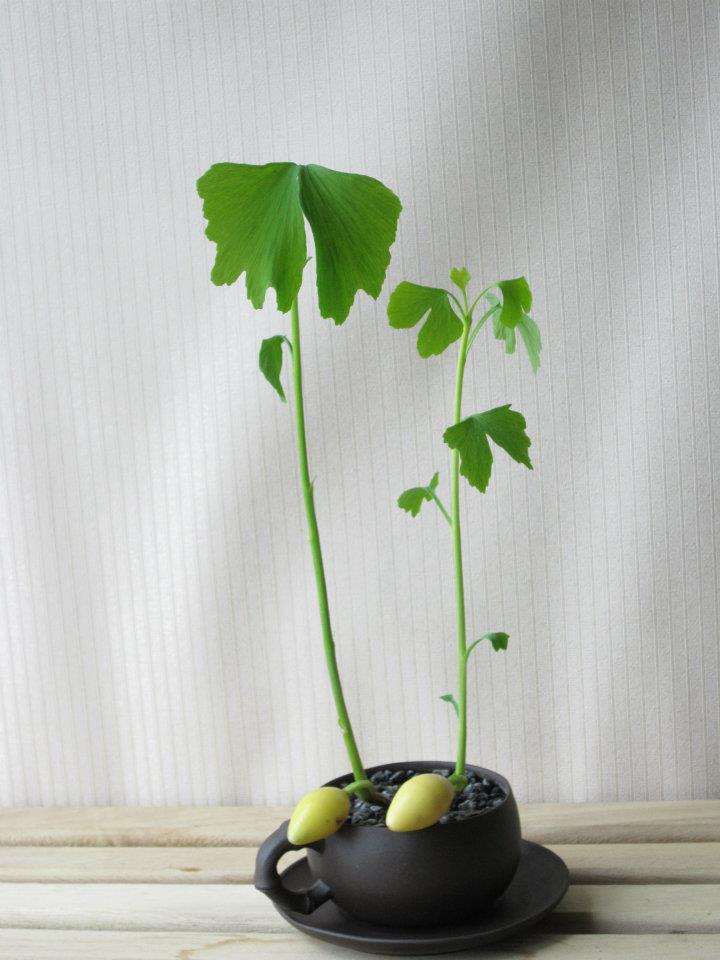 路边捡的银杏叶做成的花,路边捡的银杏果盆景