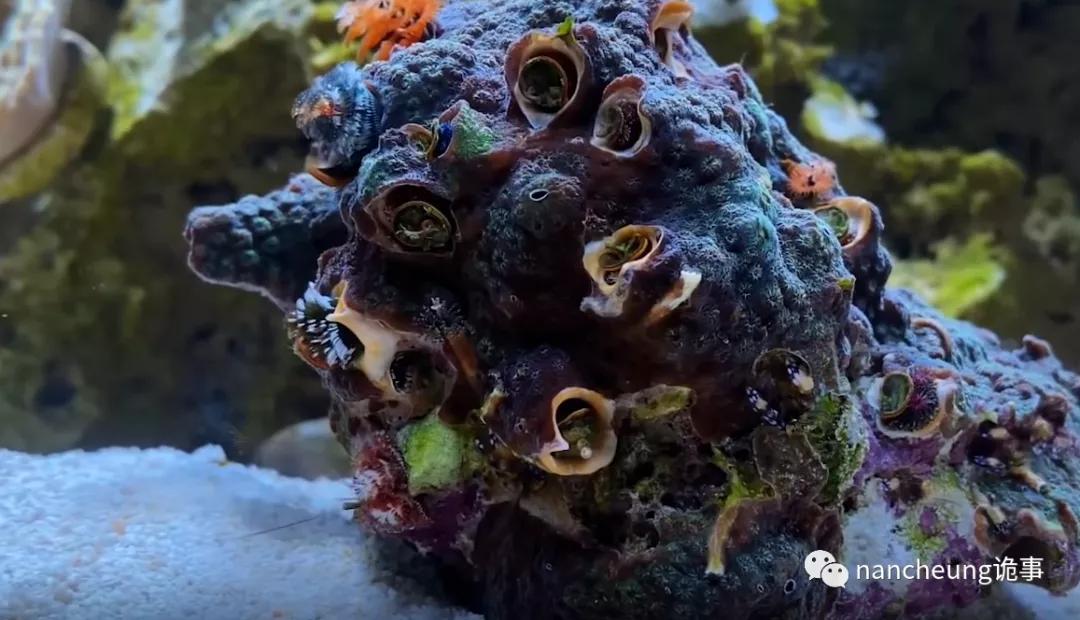 深海迷航第49天神秘生物,深海海底神秘的10种生物