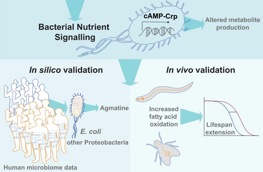 韩国三星保健品,韩国二甲双胍
