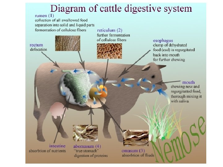 给牛身体上挖个洞是干啥用的,牛身上为什么要掏个洞