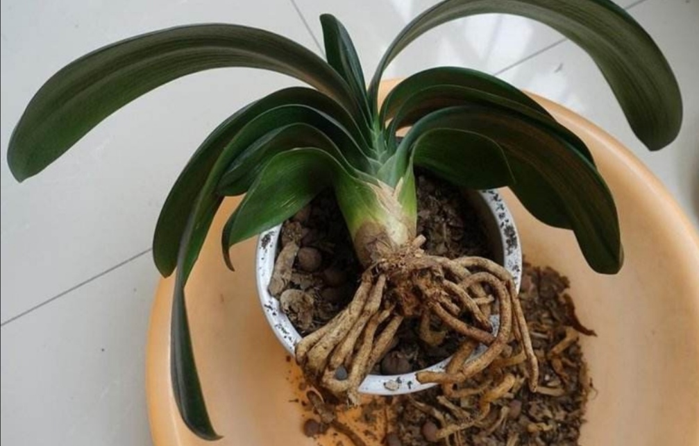 君子兰烂根了用生根液浇行吗,君子兰烂根后可以用碘酒杀菌吗