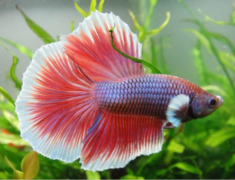 最适合新手养的小型淡水热带鱼,十大适合新手养的中大型热带鱼