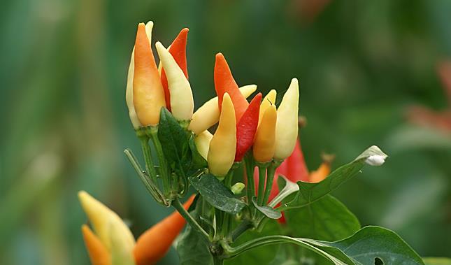 会控制自己情绪的人,掌控别人的情绪