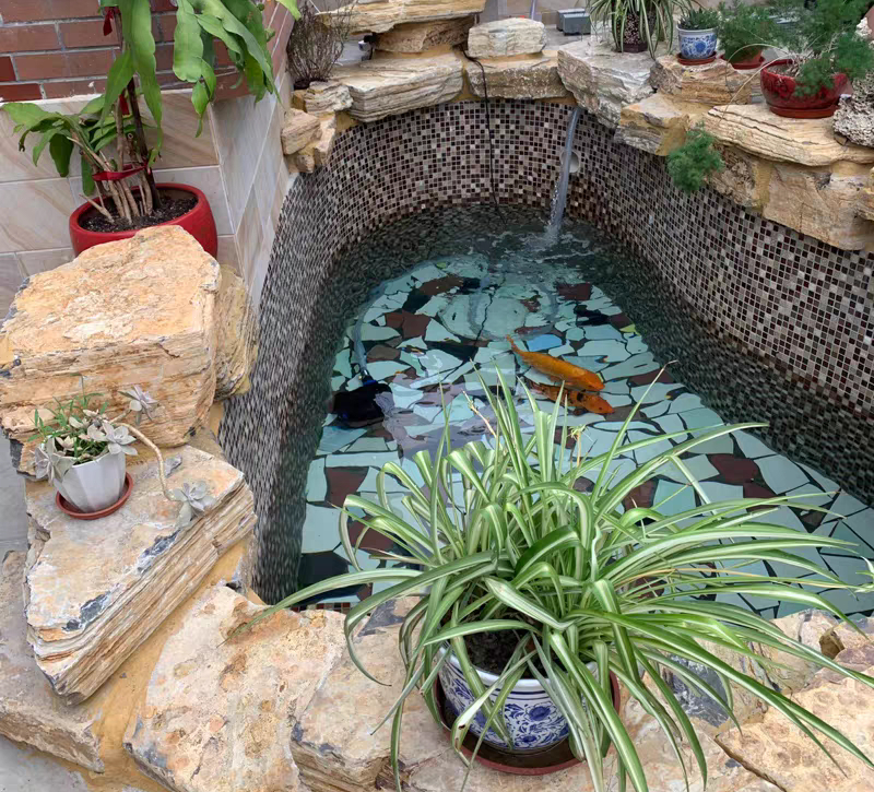 1米5深自建鱼池教程,自建鱼池的水怎么样才能清澈