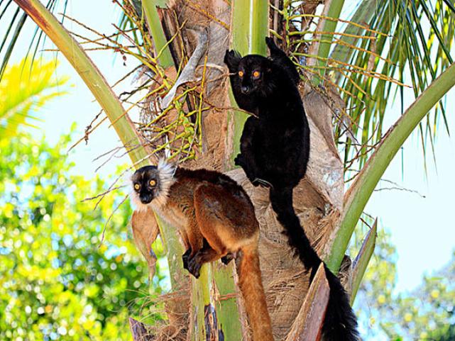 黑狐猴为什么吃马陆,狐猴为什么不怕马陆